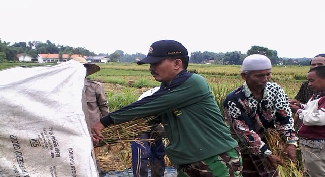 Babinsa Desa Billaan Sertu Sukri  melaksanakan kegiatan pendampingan panen padi di lahan milik Bapak Juhari anggota kelompok tani Intan Jaya, di Desa Billaan, Kecamatan Proppo, Senin (20/02/2017)
